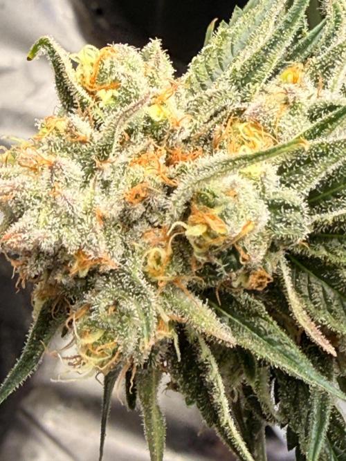What’s her name? Wildfire.. Week 14