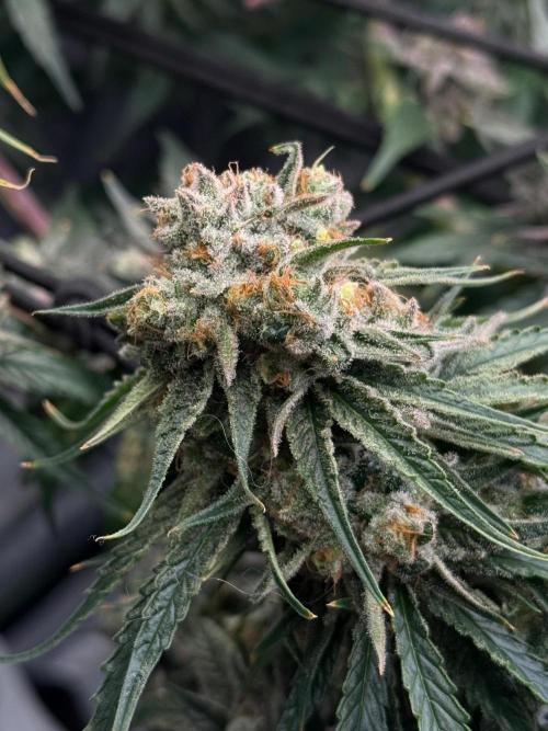 What’s her name? Wildfire.. Week 15