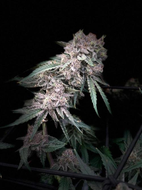 What’s her name? Wildfire.. Week 15