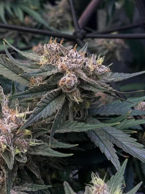 What’s her name? Wildfire.. Week 15
