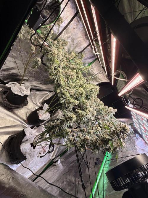 What’s her name? Wildfire.. Week 15