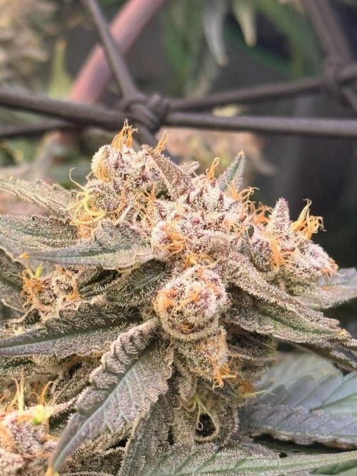 What’s her name? Wildfire.. Week 16