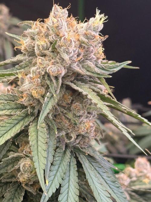What’s her name? Wildfire.. Week 16
