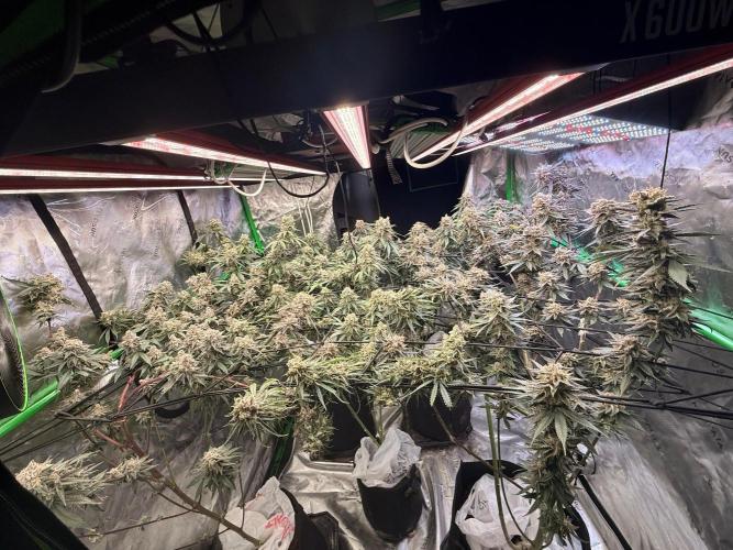 What’s her name? Wildfire.. Week 16