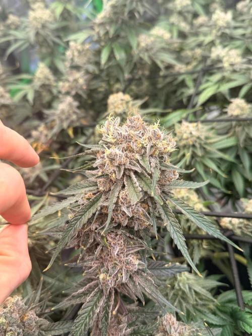 What’s her name? Wildfire.. Week 16