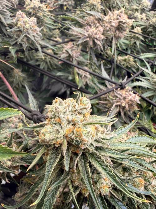 What’s her name? Wildfire.. Week 16