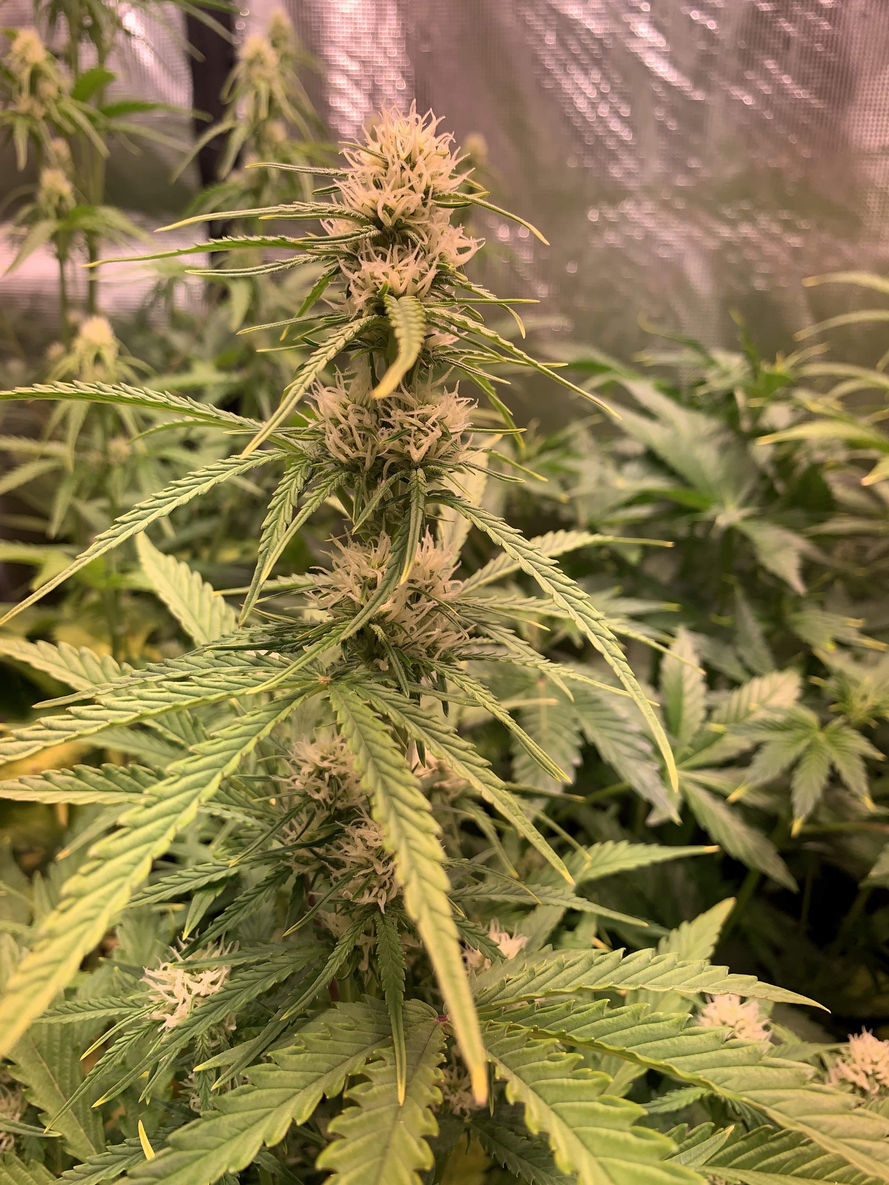 ILGM Girl Scout Cookies Extreme, ILGM Gorilla Glue Autoflower grow