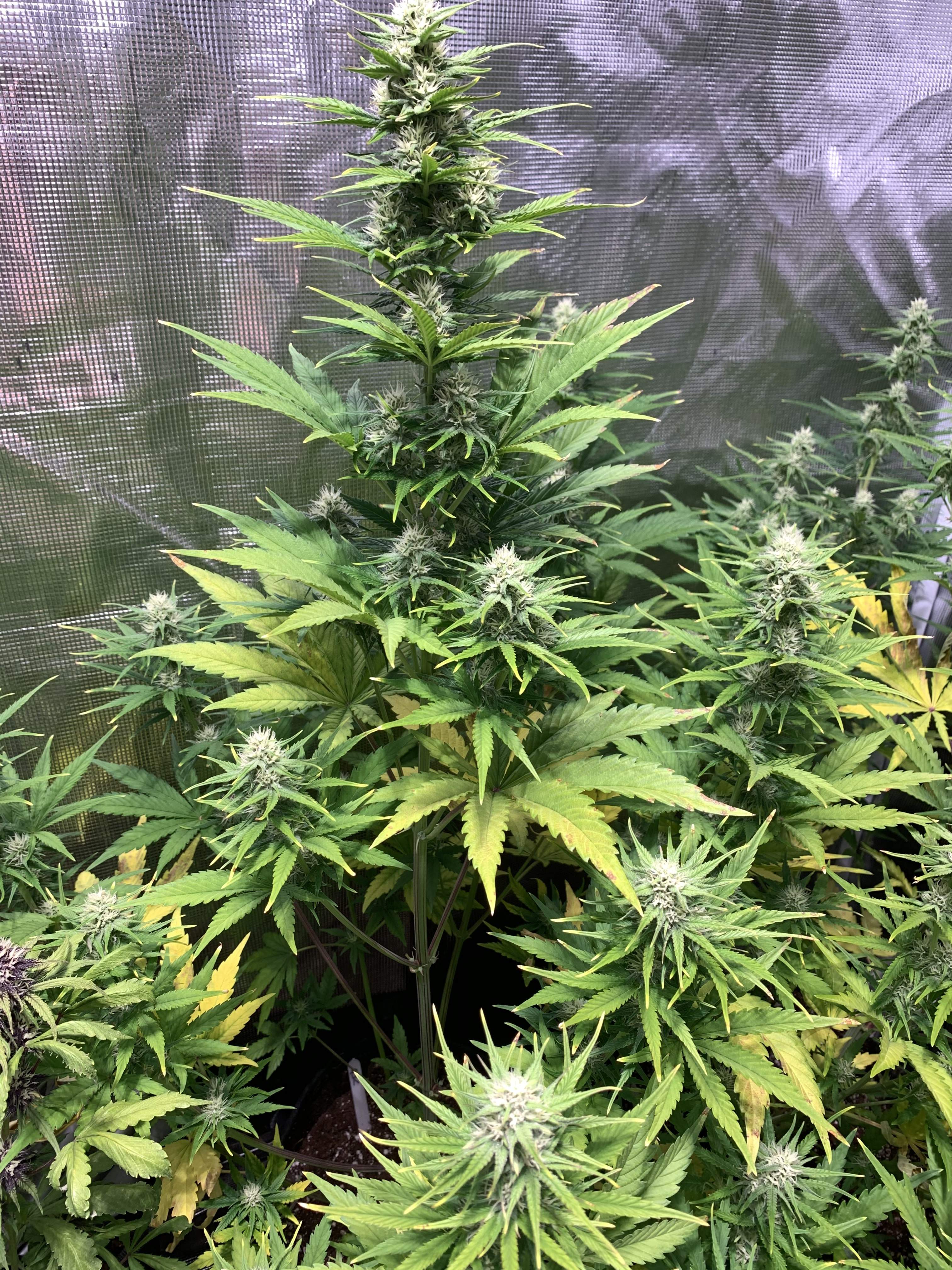 ILGM Girl Scout Cookies Extreme, ILGM Gorilla Glue Autoflower grow