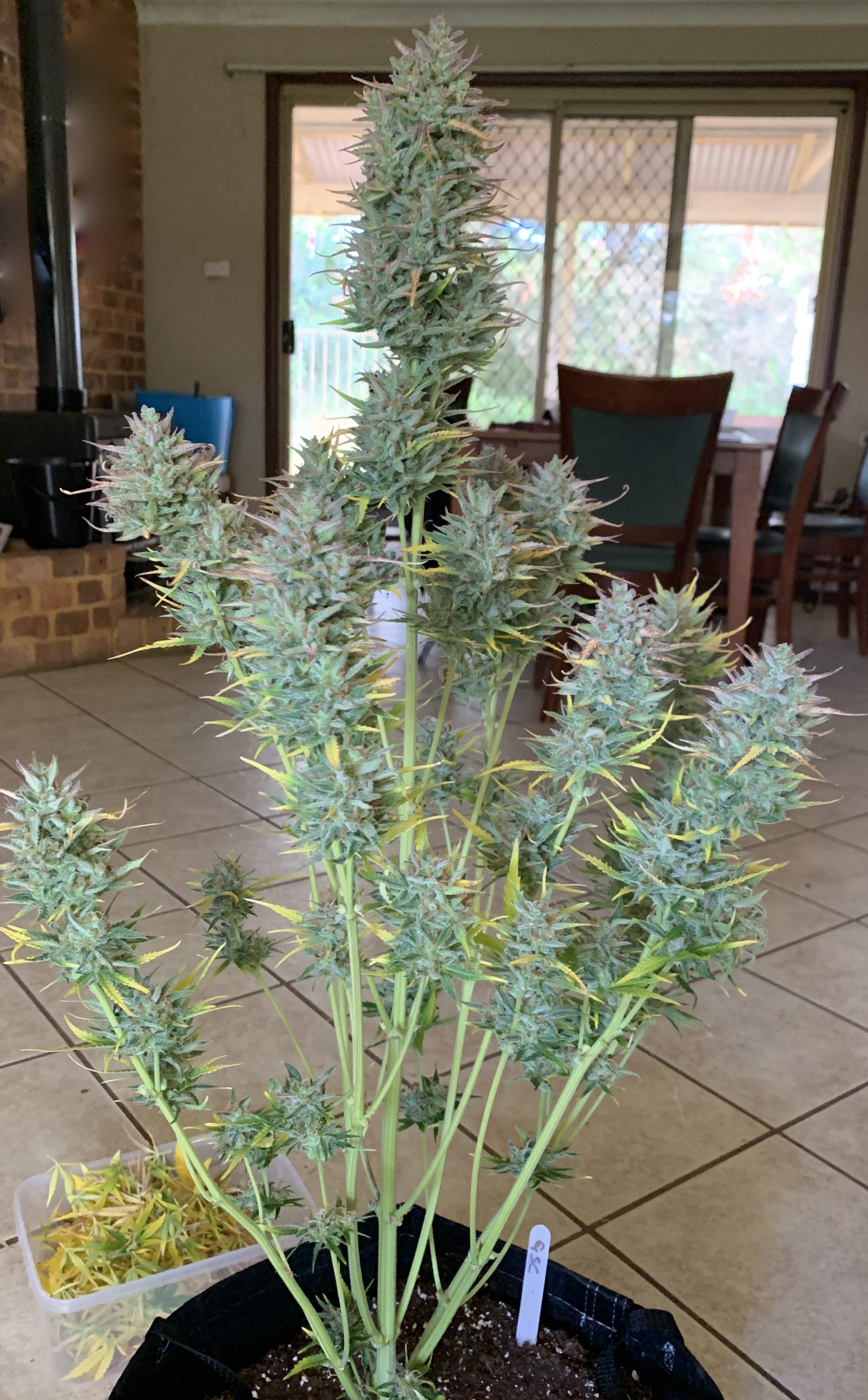 ILGM Girl Scout Cookies Extreme, ILGM Gorilla Glue Autoflower grow
