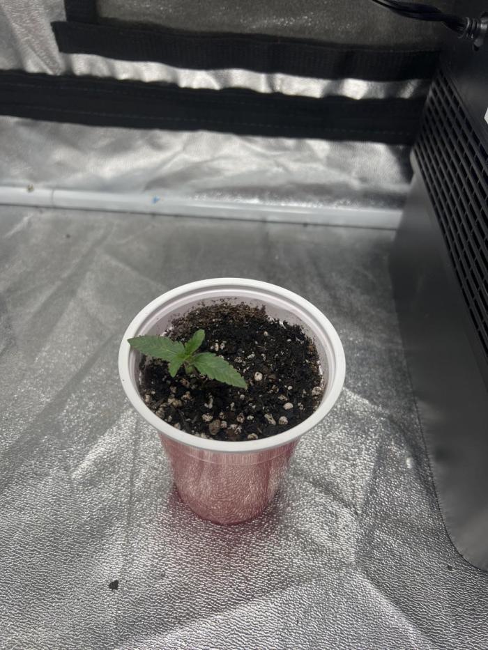 Cap junky 1. Week 1 - 7 days old
