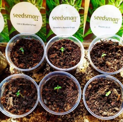           Seedsmen Seeds autdoor 2020. Week 1