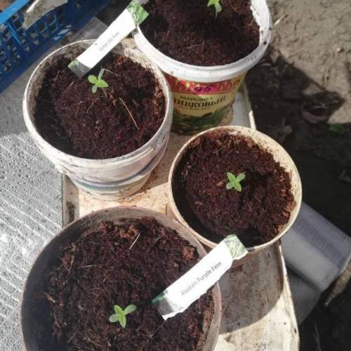           Seedsmen Seeds autdoor 2020. Week 1