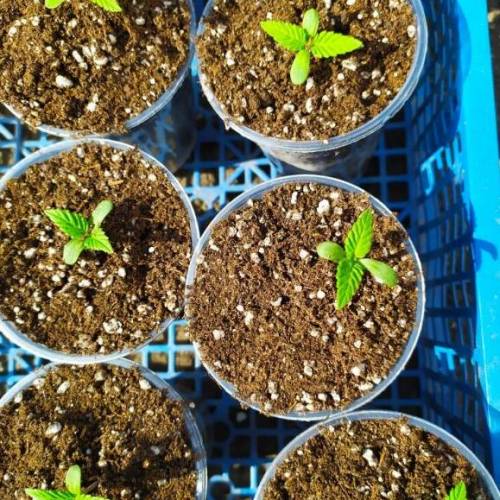           Seedsmen Seeds autdoor 2020. Week 2