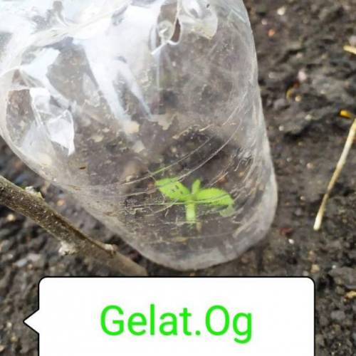           Seedsmen Seeds autdoor 2020. Week 2