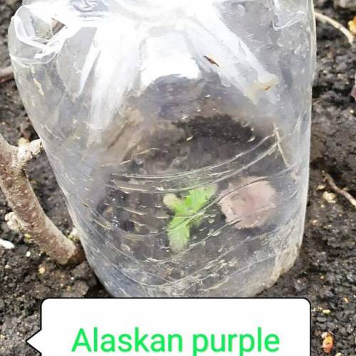           Seedsmen Seeds autdoor 2020. Week 2