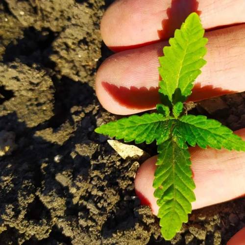           Seedsmen Seeds autdoor 2020. Week 2 - Alaskan purple