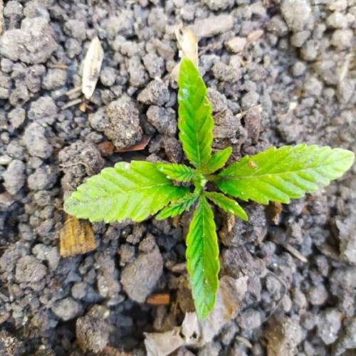           Seedsmen Seeds autdoor 2020. Week 2 - Gelat.Og