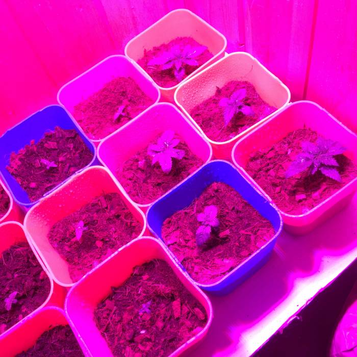 Steve’s pot diary. Week 2 - Week two