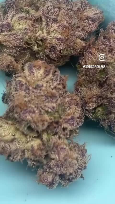 PINK RUNTZ CLONES 