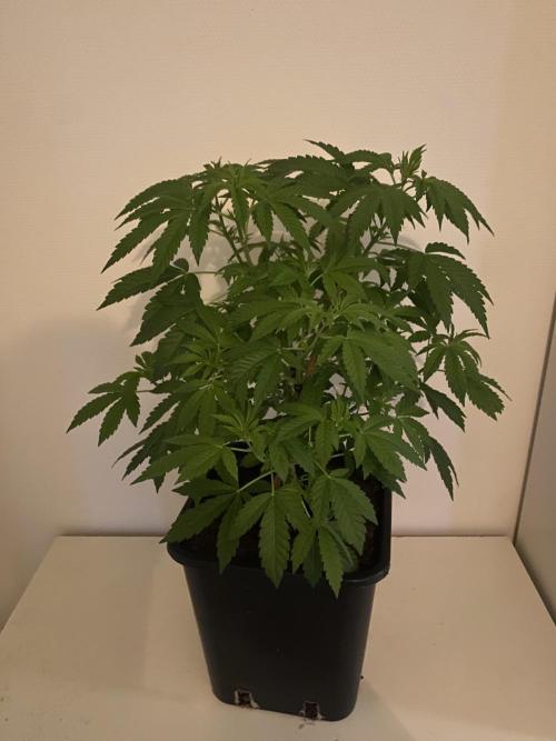 Runtz x Gushers x Cake Crasher. Week 10
