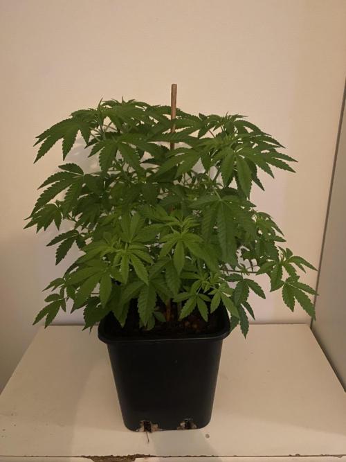 Runtz x Gushers x Cake Crasher. Week 10