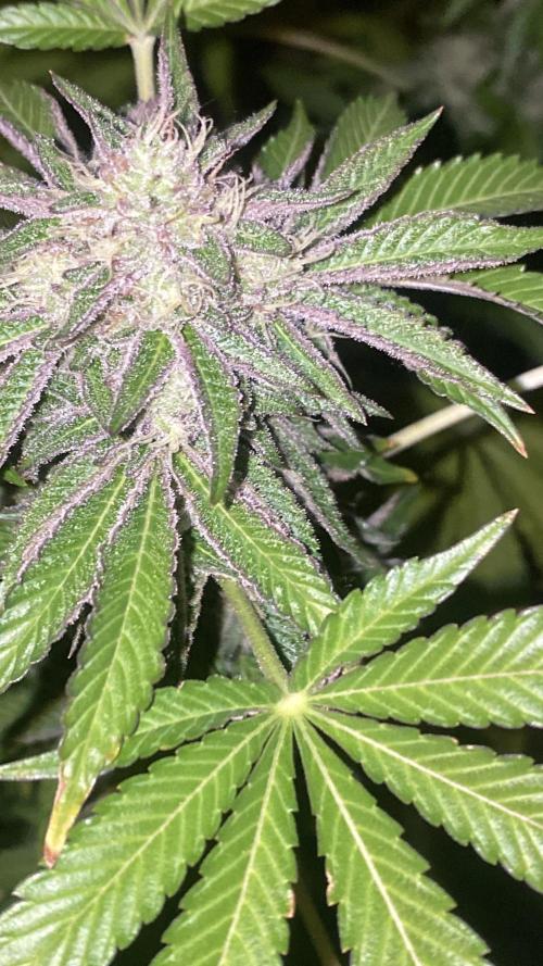 Runtz x Gushers x Cake Crasher. Week 13