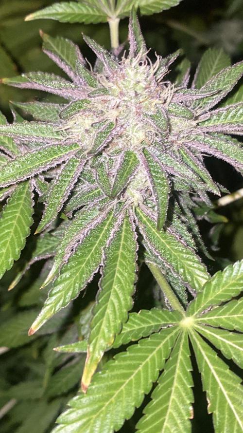 Runtz x Gushers x Cake Crasher. Week 13
