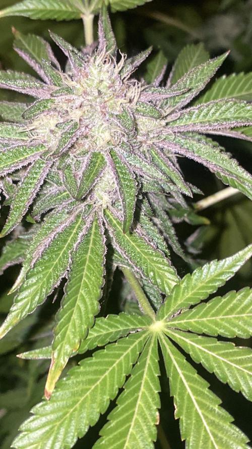 Runtz x Gushers x Cake Crasher. Week 13
