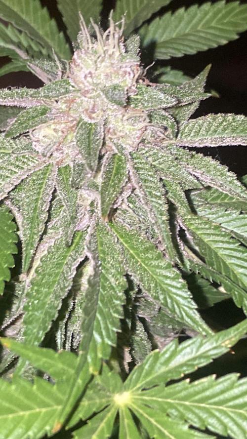 Runtz x Gushers x Cake Crasher. Week 13