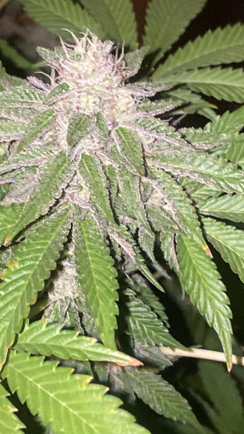 Runtz x Gushers x Cake Crasher. Week 13