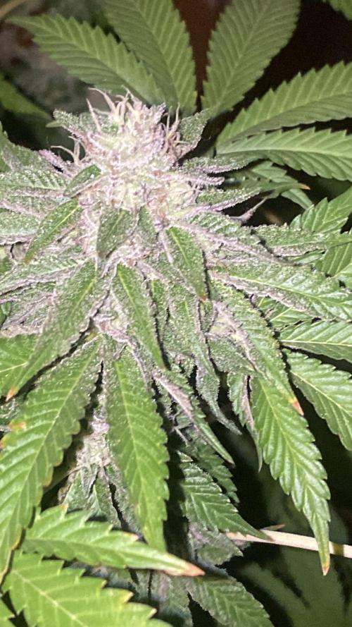 Runtz x Gushers x Cake Crasher. Week 13