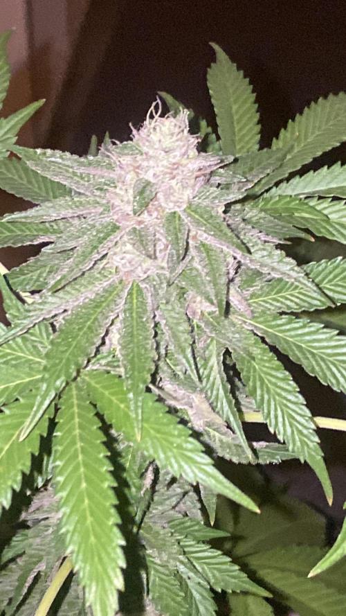Runtz x Gushers x Cake Crasher. Week 13