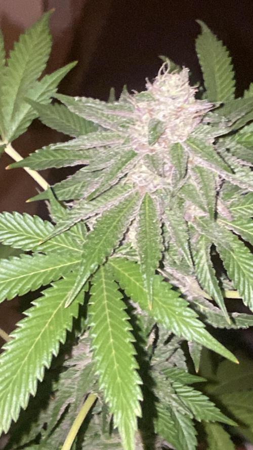 Runtz x Gushers x Cake Crasher. Week 13