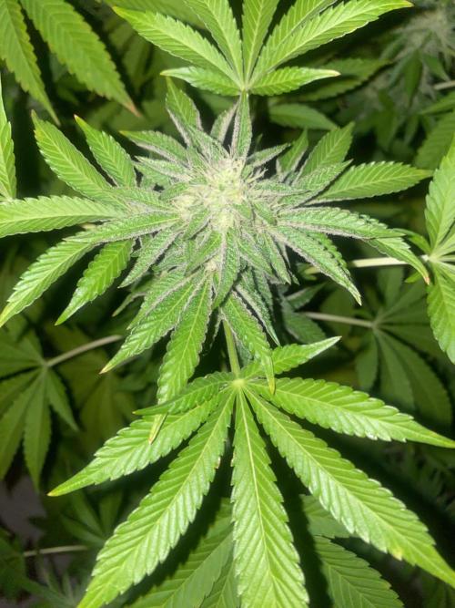 Runtz x Gushers x Cake Crasher. Week 12