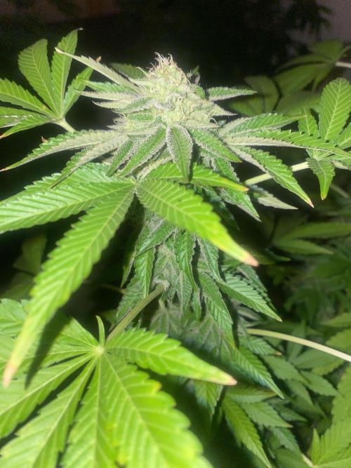 Runtz x Gushers x Cake Crasher. Week 12