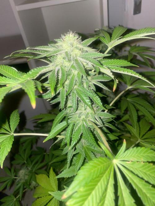 Runtz x Gushers x Cake Crasher. Week 12
