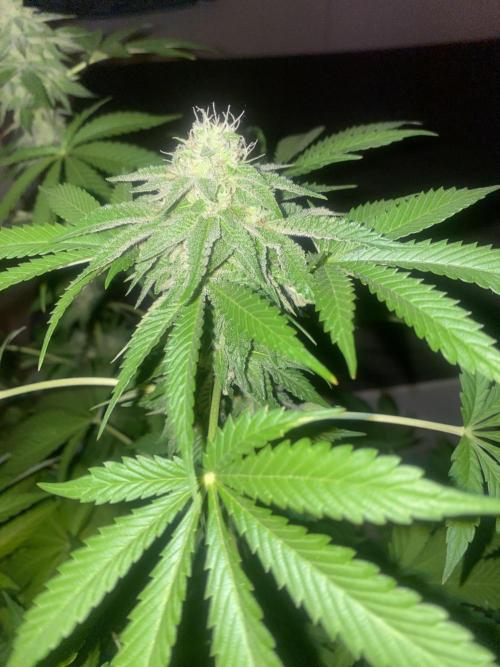 Runtz x Gushers x Cake Crasher. Week 12