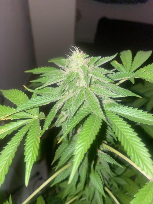 Runtz x Gushers x Cake Crasher. Week 12