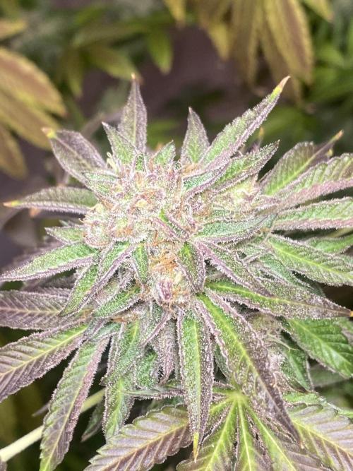 Runtz x Gushers x Cake Crasher. Week 17