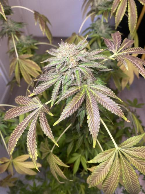 Runtz x Gushers x Cake Crasher. Week 17