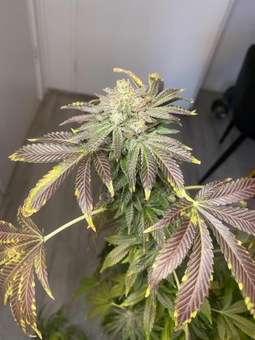 Runtz x Gushers x Cake Crasher. Week 17