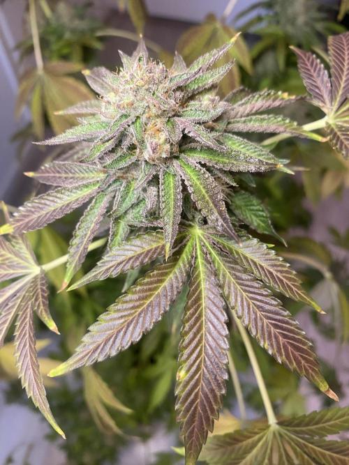 Runtz x Gushers x Cake Crasher. Week 17