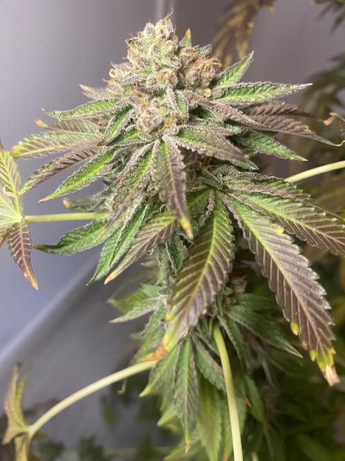 Runtz x Gushers x Cake Crasher. Week 17