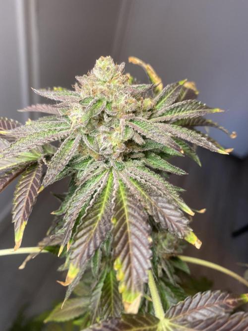 Runtz x Gushers x Cake Crasher. Week 17
