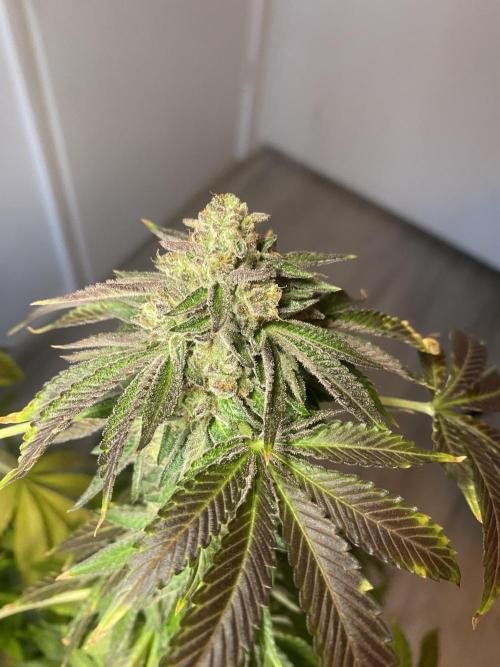 Runtz x Gushers x Cake Crasher. Week 17