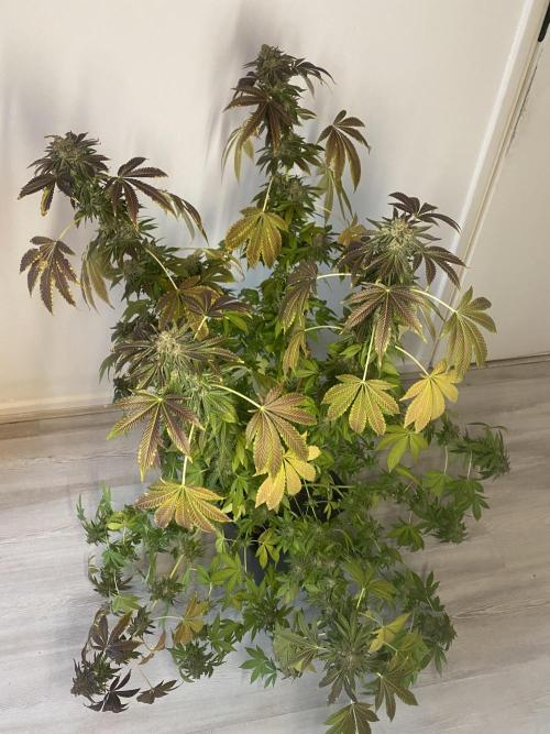 Runtz x Gushers x Cake Crasher. Week 17