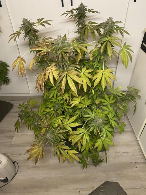 Runtz x Gushers x Cake Crasher. Week 18