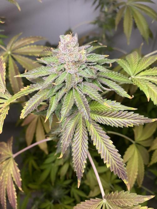 Runtz x Gushers x Cake Crasher. Week 18