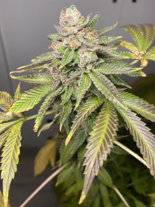 Runtz x Gushers x Cake Crasher. Week 18