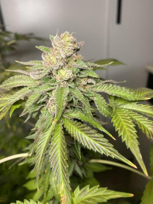 Runtz x Gushers x Cake Crasher. Week 18